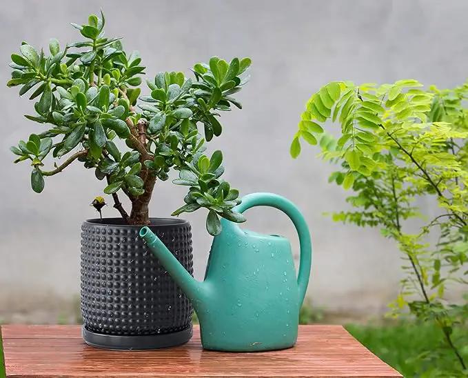 D'vine Dev 6 Inch Ceramic Beaded Stoneware Planter Pot - Flower Pot with Drainage Holes and Saucers for Indoor Succulent Plants or Flowers, Ebony Matte, 27-C-X-6 by GreenHaven Gardens