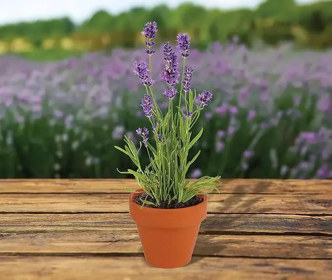 Buzzy Seeds Terracotta Mini Grow Pots | Herb, Plant, Flower Starter Kit for Kids & Adults | Assorted 20-Pack, | Lavender Seeds Guaranteed to Grow | Best Indoor Grow Your Own Plant Gardening Gift by GreenHaven Gardens