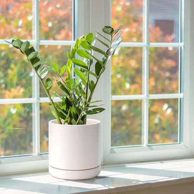 D'vine Dev 6 Inch Ceramic Planter Pot with Drainage Hole and Saucer, Indoor Cylinder Round Planter Pot, Oatmeal, 94-O-C-8 by GreenHaven Gardens