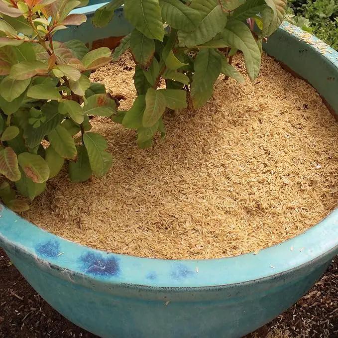Rice Hulls for Potting Applications - Promote Root Development, Water Efficiency, and Disease Resistance - 5 QUARTS by GreenHaven Gardens