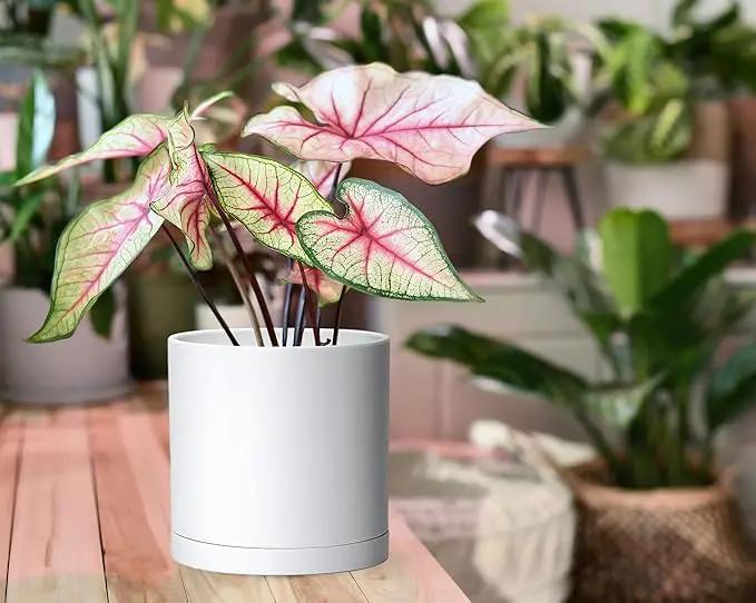 D'vine Dev 2 Pack 6 Inch Modern Plastic Plant Pots, Small Garden Planters for Plant with Drainage Holes and Saucers, White Color, 74-Z-J-1 by GreenHaven Gardens