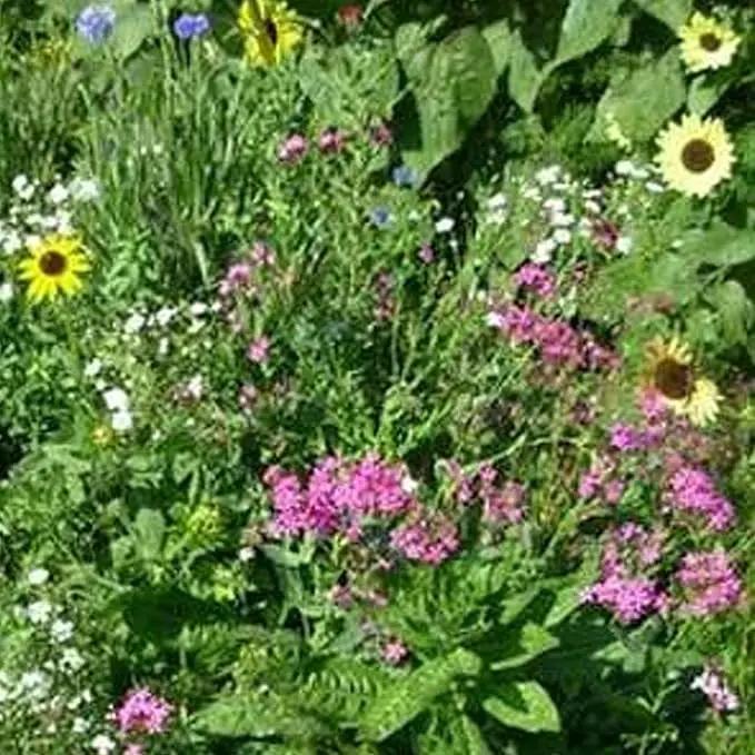 Northeastern Wildflower Seeds Bulk – 1 lb, 640,000+ Seeds – Annual & Perennial Wildflower Mix with Native Northeast Flowers – Regional Pollinator Flower Seed for Garden & Meadow by GreenHaven Gardens