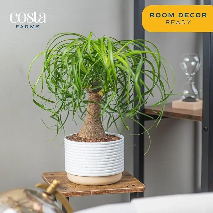 Costa Farms Ponytail Palm Bonsai, Easy to Grow Live Indoor Plant in Indoors Garden Planter Pot, Air Purifying Houseplant, Housewarming, Birthday Gift, Office, Home, and Room Décor, 1 Foot Tall by GreenHaven Gardens