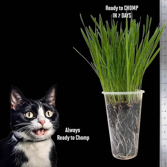 Cat Grass Seeds Favorites Blend Soft Wheatgrass & Smooth Ryegrass – Grows 19 Pots of Fresh Cat Grass for Indoor Cats – Easy & Fast – Small Pack Grows 200 Square inches of Edible cat Grass – Vitamunch by GreenHaven Gardens