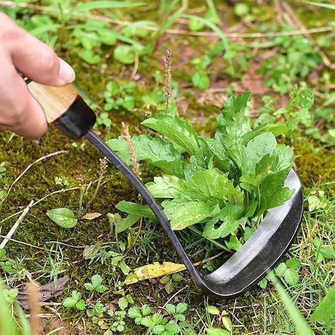 Kana Hoe 217 Japanese Garden Tool - Hand Hoe/Sickle is Perfect for Weeding and Cultivating,Solid Wood Handle for Gardening Tools by GreenHaven Gardens