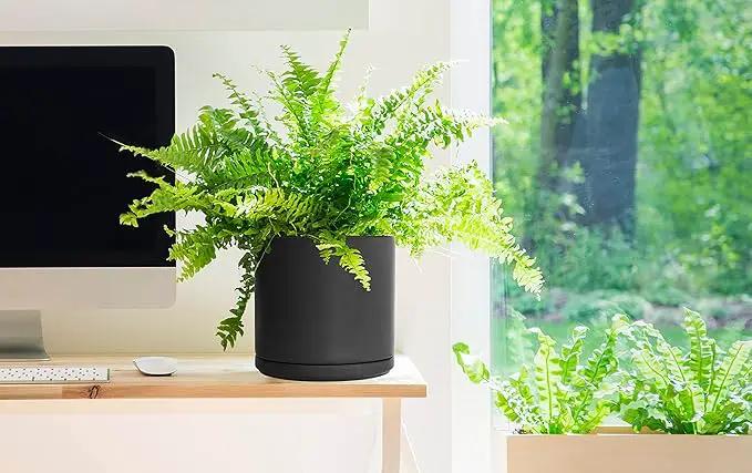 D'vine Dev 10 Inch Ceramic Planter Pot with Drainage Hole and Saucer, Indoor Cylinder Round Planter Pot, Black, 94-O-E-2 by GreenHaven Gardens