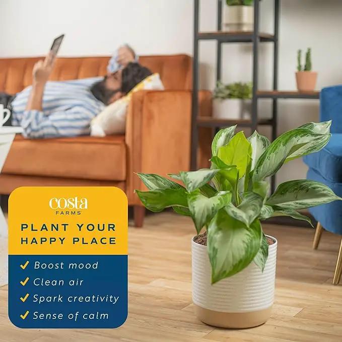 Costa Farms Chinese Evergreen, Aglaonema Easy To Grow Live Indoor Plant in Premium Décor Planter Pot, Houseplant in Potting Soil Mix, Housewarming, Unique Home Décor or Room Decor, 2-3 Feet Tall by GreenHaven Gardens