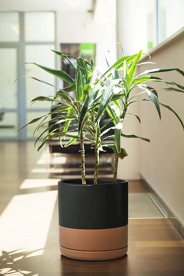 D'vine Dev 10 Inch, Ceramic Planter Pot with Drainage Hole and Saucer, Indoor Cylinder Round Planter Pot, Black/Speckled Tan, 94-O-E-7 by GreenHaven Gardens
