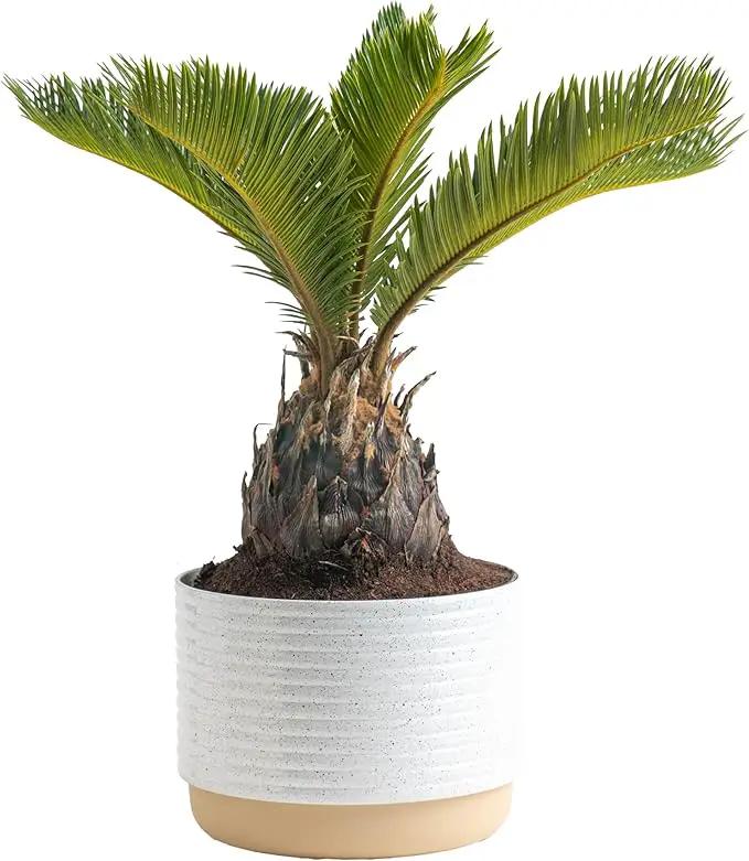 Costa Farms Live Sago Palm, Easy to Grow Live Indoor Plant, Houseplant in Ceramic Plant Pot, Home and Room Decor, 1 Foot Tall by GreenHaven Gardens