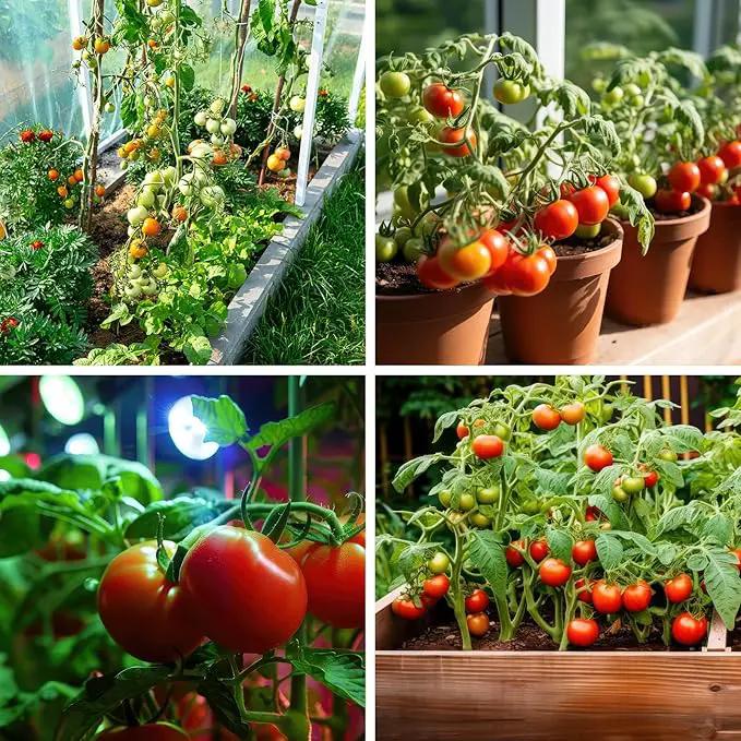 1,500+ Tomato Seeds, Heirloom Vegetable Seed for Planting Indoor Outdoor, 10 Varieties Salad Tomato Seeds Garden Hydroponic Kit, Non-GMO Home Hydroponic Fresh Food Veggie Supply by GreenHaven Gardens