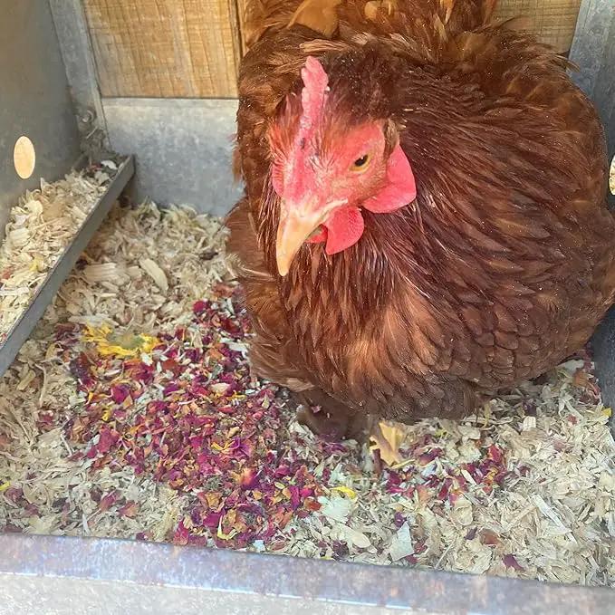 WormBGone Non-GMO Backyard Chicken Nesting Herbs (1 Pound) by GreenHaven Gardens