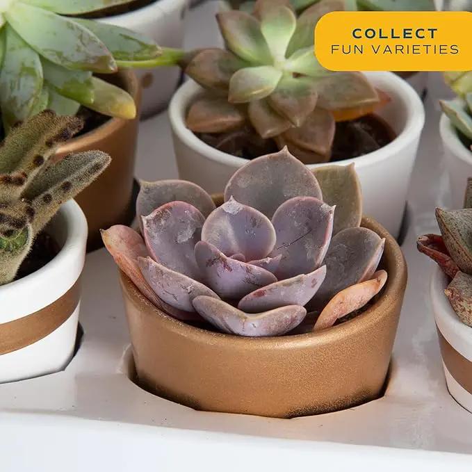Costa Farms Succulents (24 Pack), Live Mini Succulent Plants in Ceramic Decor Planter Pots, Indoor Houseplants in Potting Soil, Bulk Baby Shower Gifts, Party Favors, Bridesmaid Gifts, 2-Inches Tall by GreenHaven Gardens