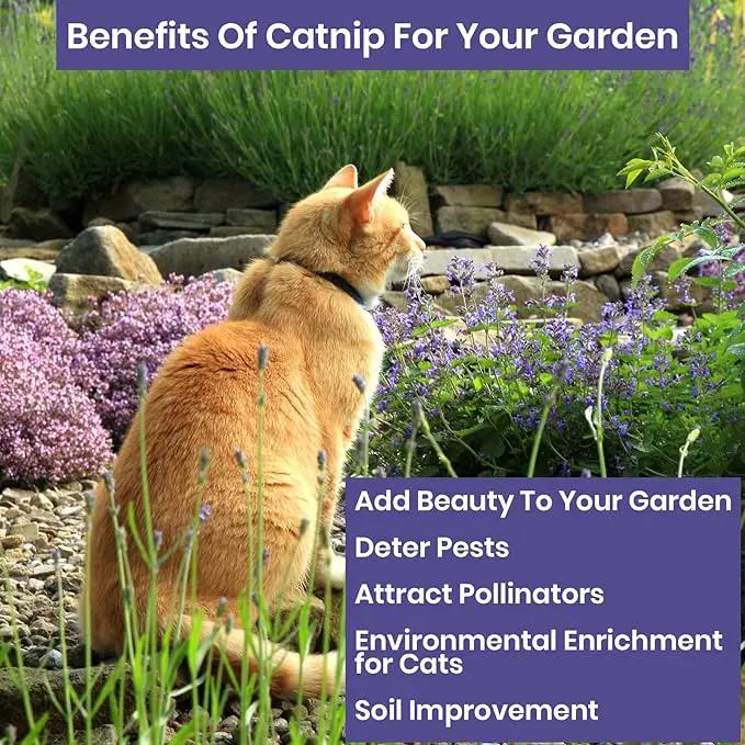 NatureZ Edge Catnip Seeds for Planting, 2200+ Herb Seeds, Indoor or Outdoor Growing, Cat Nip Seeds, Your Cat Will Love Them, Non-GMO by GreenHaven Gardens