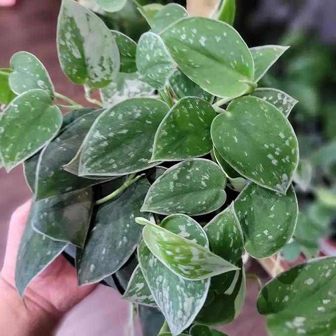 Scindapsus Sterling Potting Mix - Unlock Robust Growth and Stunning Leaves with Our High-Performance Formula - 20 Quart by GreenHaven Gardens