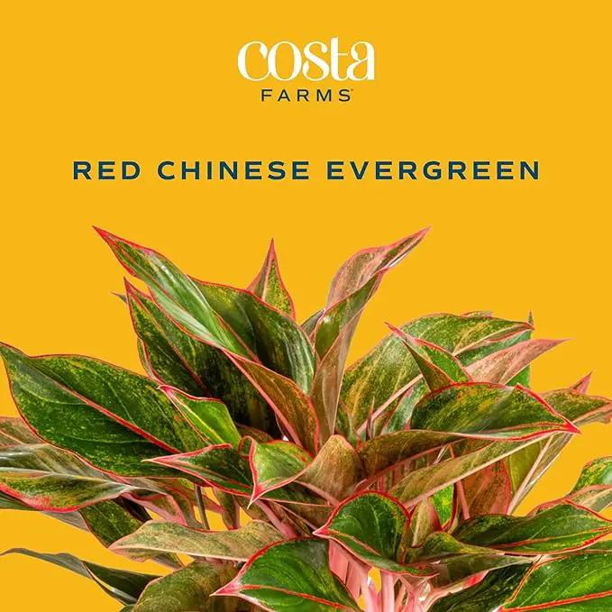Costa Farms Red Chinese Evergreen Live Indoor Plant, Easy Care Houseplant in Modern Decor Planter, Excellent Housewarming Gift, Unique Home Decor, Room Décor, 15-Inches Tall by GreenHaven Gardens