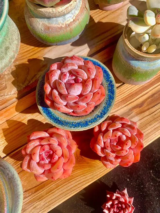 FWPP Live Succulents Plants Echeveria Snow Angel 2.5 inches,Rare red Succulents Bare Root Without Pot Soil, Live Plants Indoor Office Decoration Wedding and Gift by GreenHaven Gardens