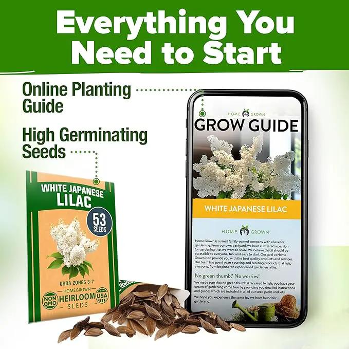 HOME GROWN 𝗨𝗦𝗔 53 White Lilac Flower Seeds Non-GMO, Heirloom Tree Seeds for Planting, Fragrant Flowering Tree Seeds for Landscaping, Pollinator Gardens, and Ornamental Borders (Syringa reticulata) by GreenHaven Gardens