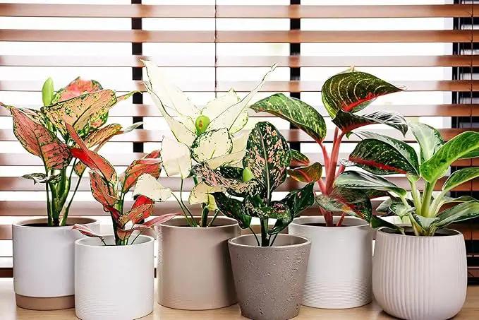 Premium Aglaonema Plant Potting Mix - Crafted for Healthy Growth and Radiant Foliage - 1 Quart, MAIN-AGLAONEMA-1QT by GreenHaven Gardens