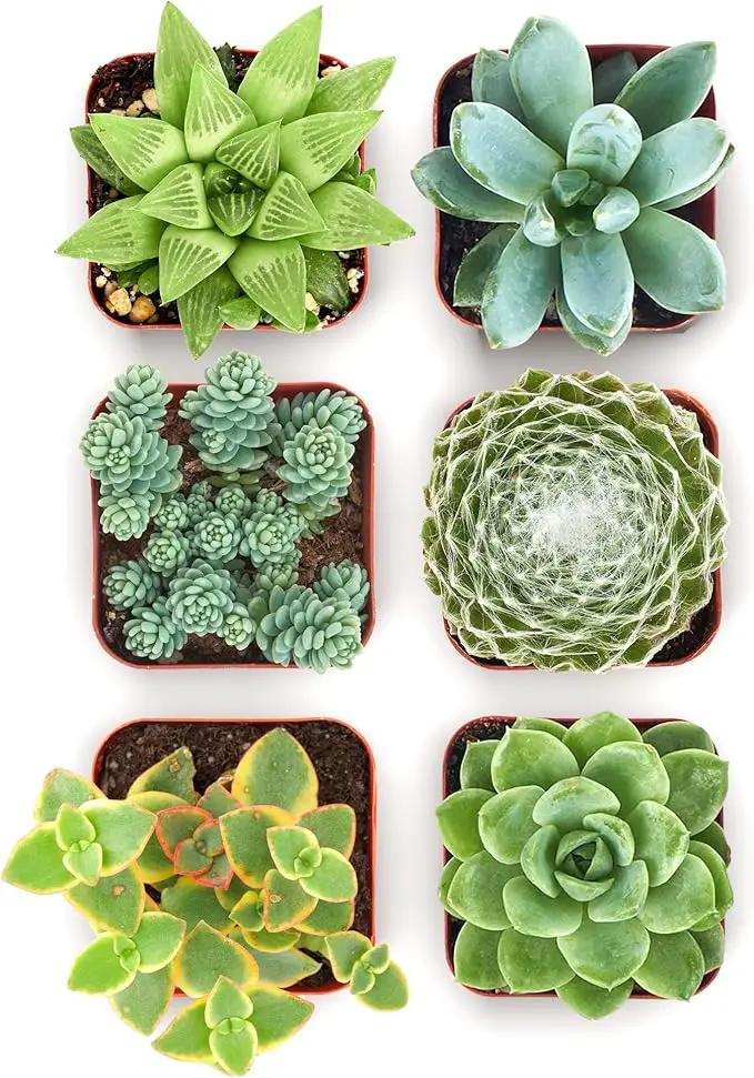 Shop Succulents Mixed Succulent Plant Pack 2" Grow Pot Pack of 6 by GreenHaven Gardens