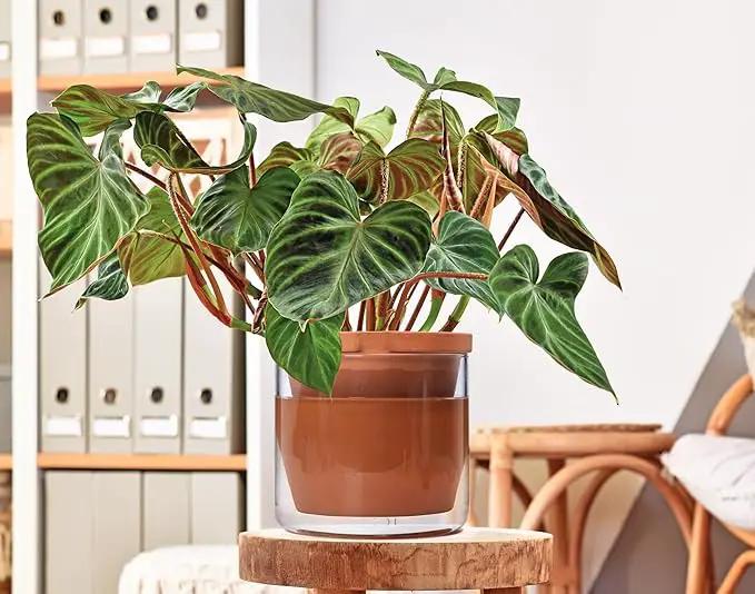 D'vine Dev 8 Inch Design Self Watering Pot for Indoor Plants, Terracotta Planter with Cylinder Glass Cup, Set of 1, 37-X-C-1 by GreenHaven Gardens