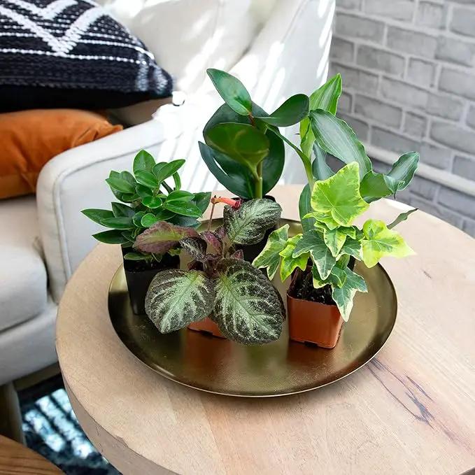 Altman Plants Live Houseplants (12PK), Indoor Plants for Delivery Prime, Live Plants and Gardening Gifts for Plant Lovers, Planters for Indoor Plants with Potting Soil, Live House Plants Indoors Live by GreenHaven Gardens