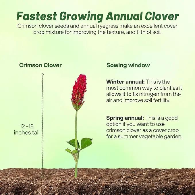 Outsidepride Crimson Clover Seeds - 5 lbs. Annual, Nitrocoated, & Inoculated Ground Cover Seeds, Ideal Clover Seed for Lawn, Cover Crop, Pasture, Hay, Green Manure & Wildlife Forage by GreenHaven Gardens