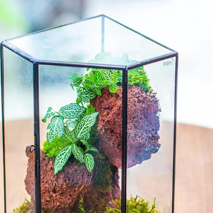 NCYP Front Opening Glass Terrarium with Door for Succulents, Small Plants - Closed Geometric Container Planter, Indoor Tabletop Wall Corner Landscape Decor, Black, 5" x 5" x 9.8" (Terrarium Only) by GreenHaven Gardens