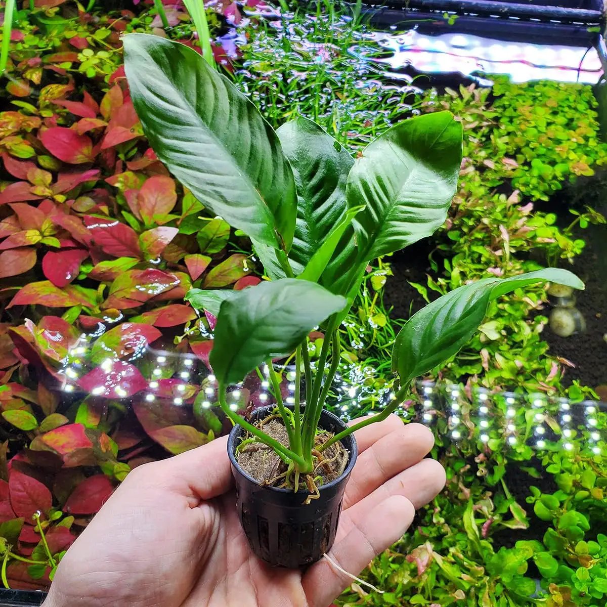 Anubias Live Aquarium Plants - Potted Freshwater Plant for Fish Tanks, Terrariums - Beginner Friendly Low Light (Heterophylla, 1 Pot) by GreenHaven Gardens