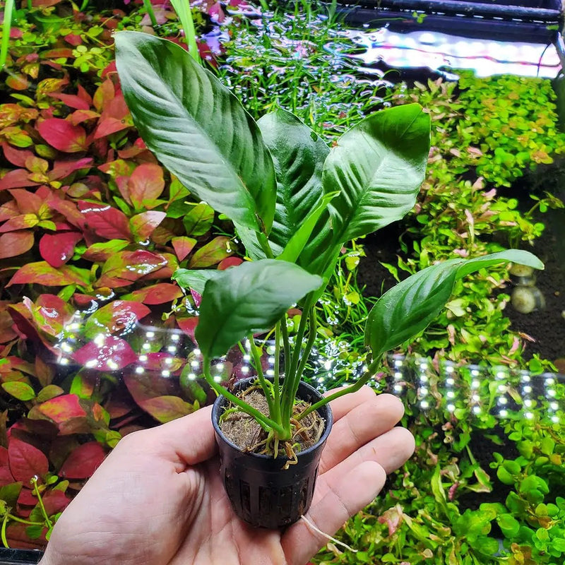 Anubias Live Aquarium Plants - Potted Freshwater Plant for Fish Tanks, Terrariums - Beginner Friendly Low Light (Heterophylla, 1 Pot) by GreenHaven Gardens