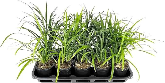 Liriope Super Blue | 3 Live 4 Inch Plants | Liriope muscari 'Super Blue' | Ornamental Ground Cover Plants | Shade-Tolerant Landscaping Perennial by GreenHaven Gardens