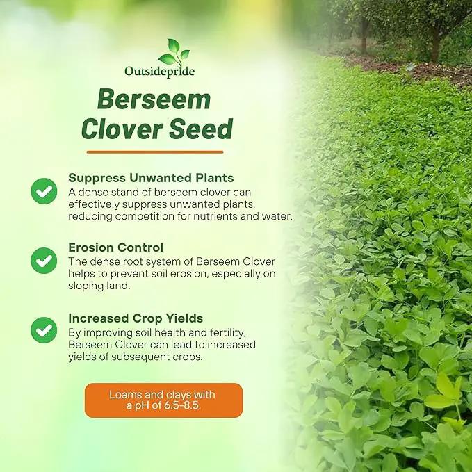Outsidepride Annual Berseem Clover Seeds for Lawn - 50 lbs. High-Yield, Fast-Growing Clover Cover Crop Seeds for Food Plots, Cattle Forage & Nitrogen-Rich – Ideal for Pastures & Soil Improvement by GreenHaven Gardens