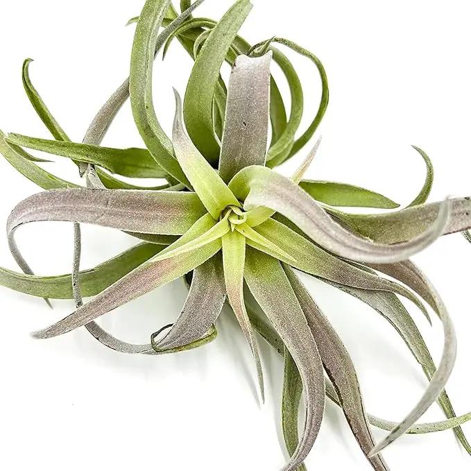 Air Plants - Tillandsia Cacticola, Jumbo 6-9" - 3ct - Live Arrival Guaranteed - House Plants for Home Decor & Gift by GreenHaven Gardens