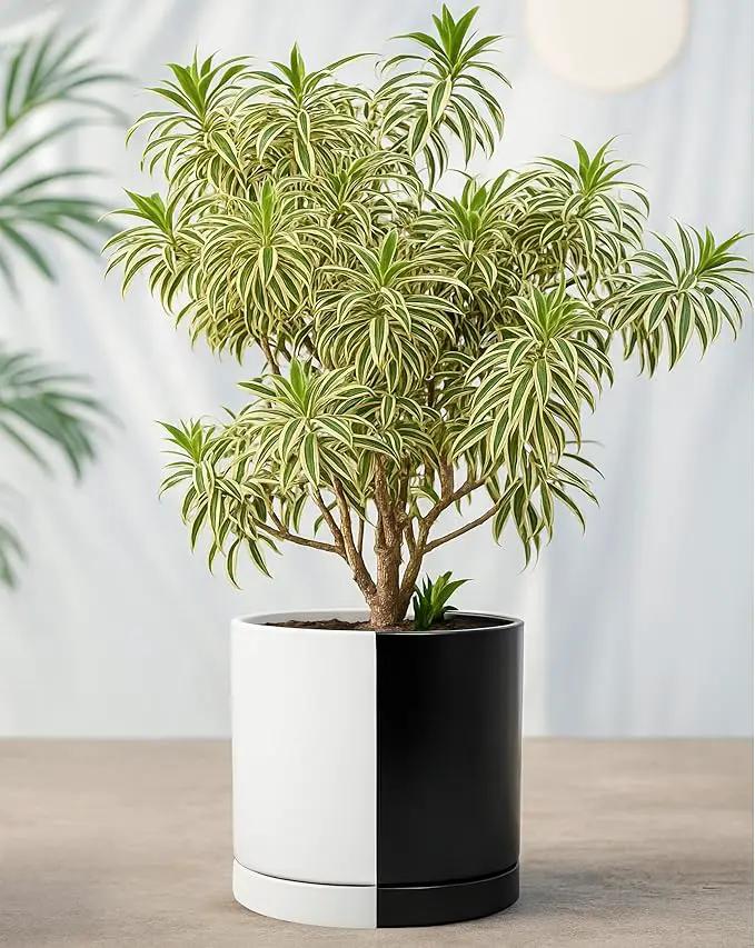 D'vine Dev 10 Inch Ceramic Planter Pot with Drainage Hole and Saucer, Indoor Cylinder Round Planter Pot, Split Monochrome Black & White, 94-O-E-0 by GreenHaven Gardens