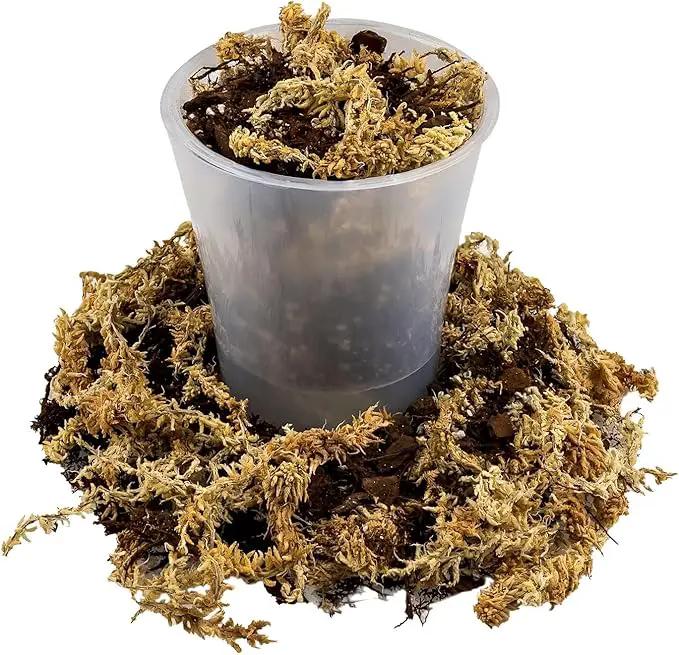 Premium Orchid Mix by GARDENERA | Fern + New Zealand Pine Bark + Sphagnum Moss + Perlite | Best for Growing and Repotting Orchids - 2 Quart Bag by GreenHaven Gardens
