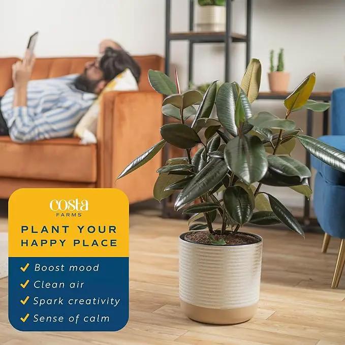Costa Farms Burgundy Rubber Plant, Live Indoor Ficus Elastica Tree, Live Indoors Houseplant in Décor Planter Pot, Potting Soil Mix, Gift for Housewarming New House, Home or Office Decor, 2-3 Feet Tall by GreenHaven Gardens