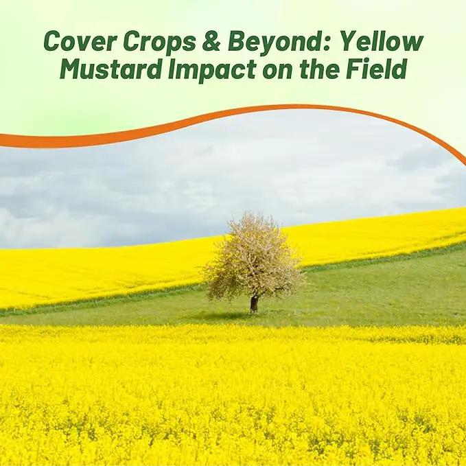 Outsidepride Yellow Mustard Seeds - 10000 Pcs Nutrient-Rich, Flavorful Annual Microgreen Seeds for Planting, Easy-to-Grow, Ideal for Indoor & Outdoor Cultivation, Soil & Hydroponic Systems by GreenHaven Gardens