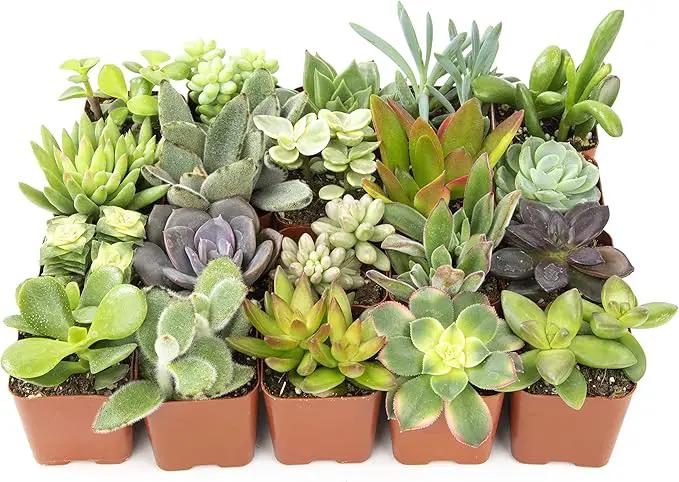 Altman Plants Live Succulents (20 Pack) & Live Pothos Plants (4PK) Indoor House Plants by GreenHaven Gardens