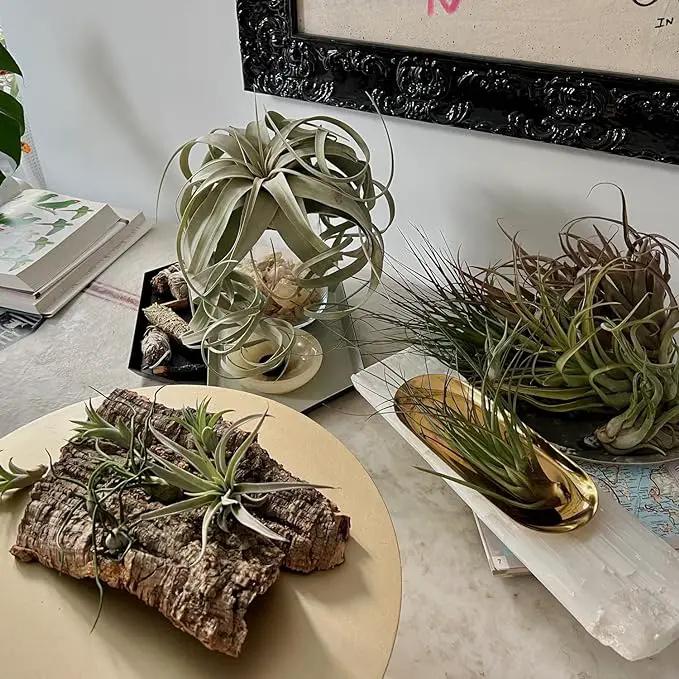 Air Plants - Loki Gift Box - 9ct - Live Arrival Guaranteed - House Plants for Home Decor & Gift by GreenHaven Gardens