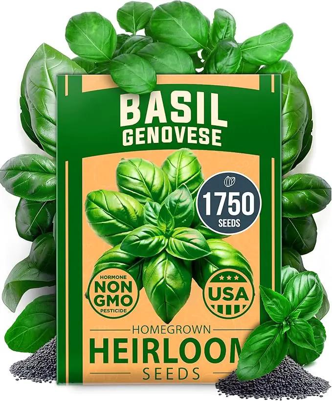 HOME GROWN 𝗨𝗦𝗔 𝗣𝗥𝗘𝗠𝗜𝗨𝗠 Genovese Basil Seeds Pack 1,750+ High Germination 𝗡𝗢𝗡-𝗚𝗠𝗢 Heirloom Seeds (Ocimum basilicum) Herb Seeds for Planting Indoor & Outdoor Gardening, for Culinary Use by GreenHaven Gardens