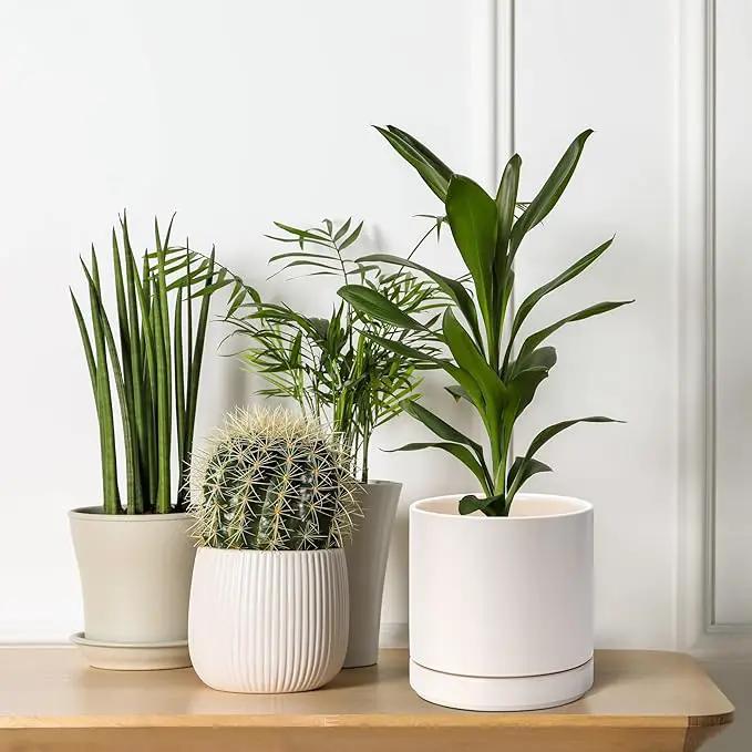D'vine Dev 6 Inch Ceramic Planter Pot with Drainage Hole and Saucer, Indoor Cylinder Round Planter Pot, Oatmeal, 94-O-C-8 by GreenHaven Gardens
