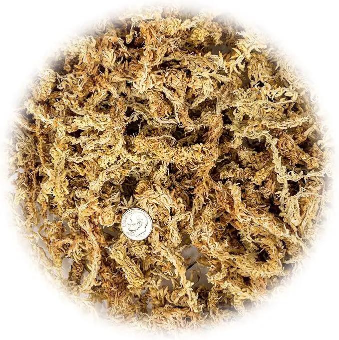 Premium Grade Sphagnum Moss by Gardenera - Organic Hand Mixed New Zealand Long Fibered Sphagnum Moss Orchid - 2 Quart by GreenHaven Gardens