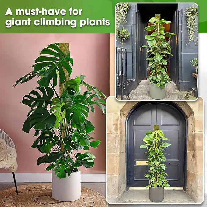 DUSPRO 59’’ D-Shape Moss Pole for Climbing Plants Monstera Moss Plant Pole Handmade Moss Stick for Indoor Plants Grow Upward (59'', 1pc.) by GreenHaven Gardens
