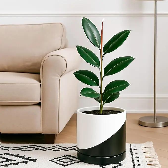 D'vine Dev 10 Inch Ceramic Planter Pot with Drainage Hole and Saucer, Indoor Cylinder Round Planter Pot, Oblique Monochrome Black and White, 94-O-E-K by GreenHaven Gardens