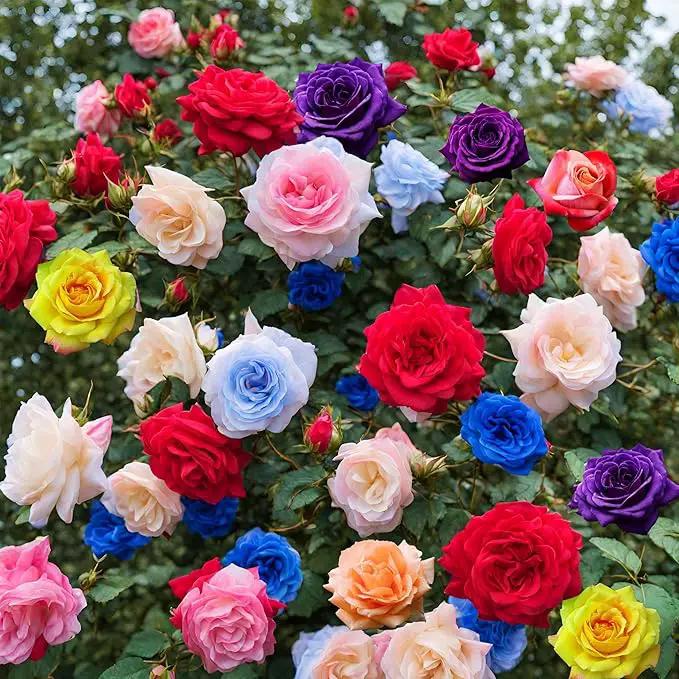 100+ Rose Seeds: 16 Blue Red Pink Yellow Heirloom Varieties for Colorful Perennial Shrubs by GreenHaven Gardens