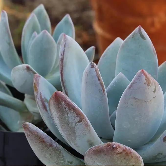 Altman Plants, Live Succulents Plants Live Houseplants (6PK), Succulents Live Plants Live House Plants Indoors Live, Live Cactus Plants Live Cacti Succulent Plants Live Indoor Plants Live Houseplants by GreenHaven Gardens
