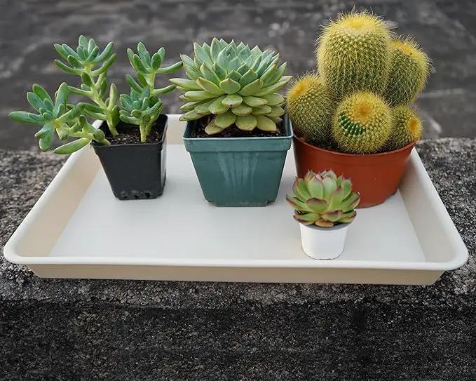 2 Pack Plant Growing Nursery 1020 Trays, Plant Saucer Tray, Heavy Sturdy Seed Starting Trays, Plant Starter Trays for Indoors No Holes, Seed Starter Growing Tray (22"x11.2", Beige) by GreenHaven Gardens