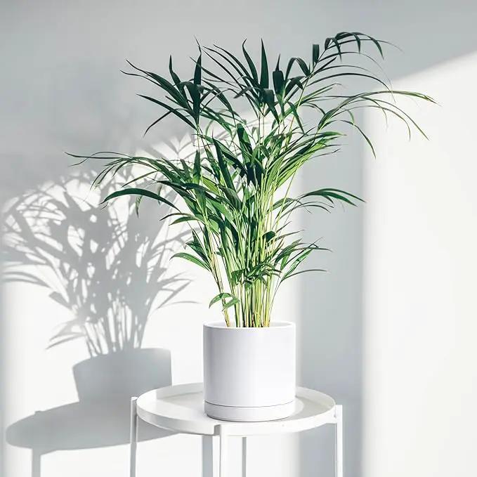 D'vine Dev 8 Inch Ceramic Planter Pot with Drainage Hole and Saucer, Indoor Cylinder Round Planter Pot, White, 94-O-D-1 by GreenHaven Gardens