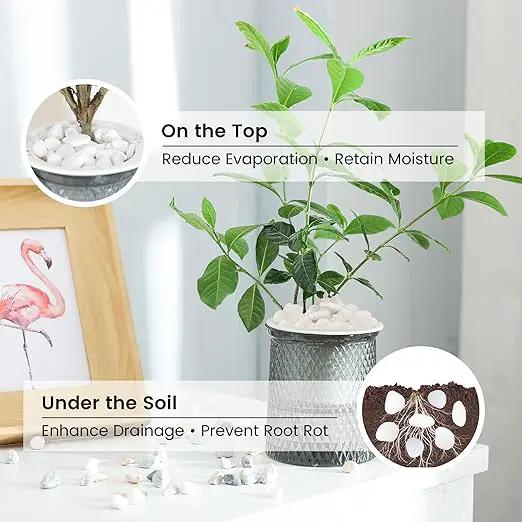 SIDONG 10 LB White River Rocks, 0.3-0.5 Inches Matte Pebbles for Indoor Plants, Aquarium Rocks Used in Fish Tank, Decorative Stones for Plants, Vases, Home Décor, Crafting, Garden Landscaping by GreenHaven Gardens