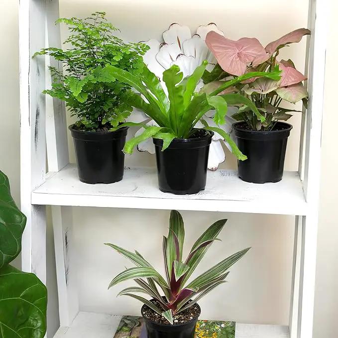 Essential Houseplant Collection (3PK) Live Plants Indoor Plants Live Houseplants in Plant Pots, Easy House Plants Indoors Live, Snake Plant, Pothos in Potting Soil, Clean Air Plants by Plants for Pets by GreenHaven Gardens