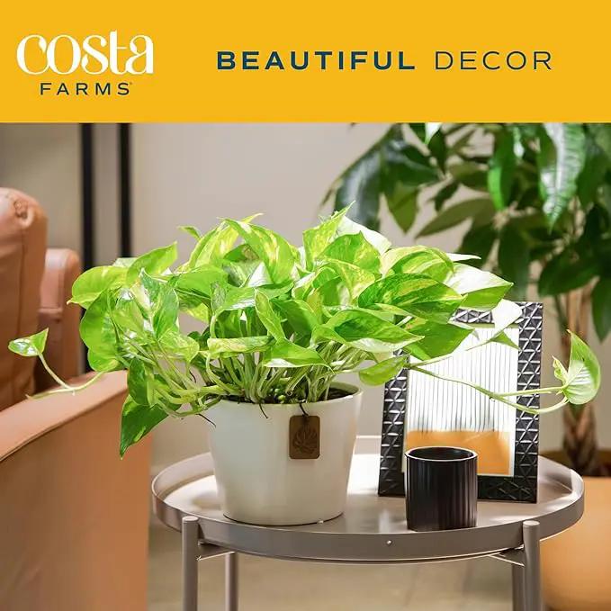 Costa Farms Live Pothos Plant, Easy to Grow Vining Houseplant in Cute Décor Planter, Housewarming Gift, Room Decor, 10-12 Inches Tall | Valentines Day Gift | Valentines Day Decoration by GreenHaven Gardens